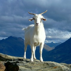 The Goat