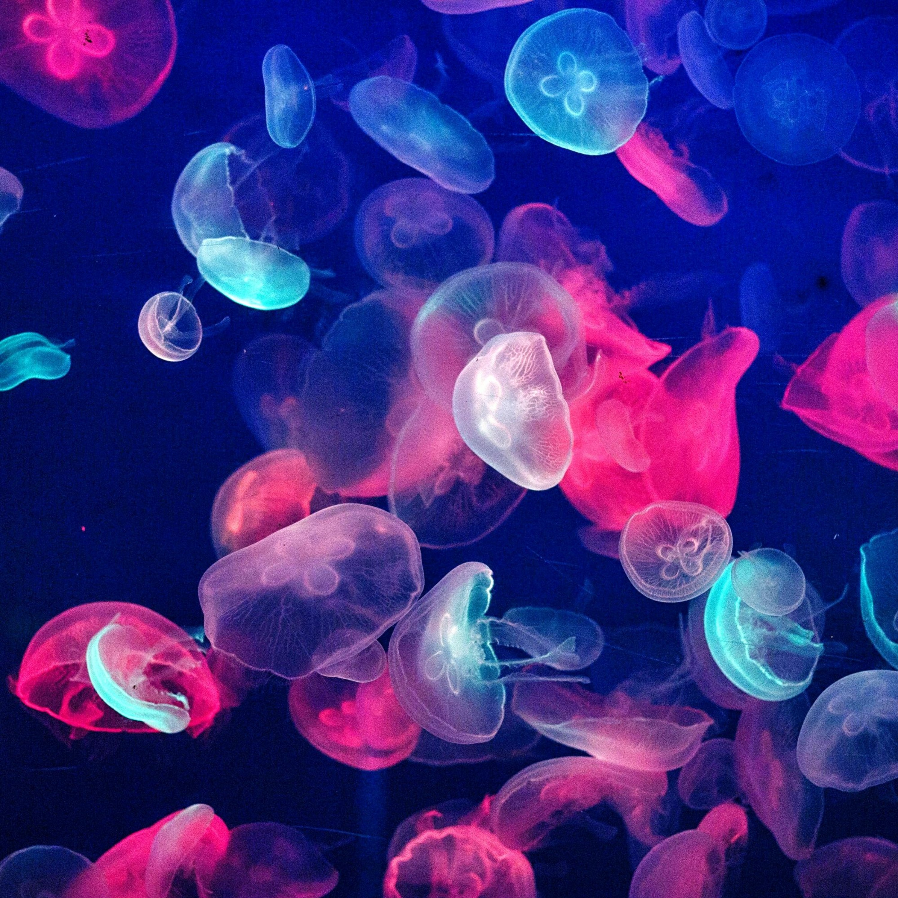 Jellyfish [Etherkraken] episode artwork