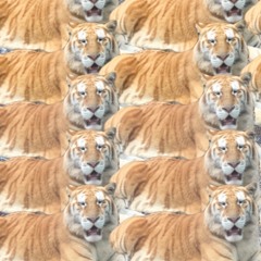 Miami Zoo I: Free the Tigers