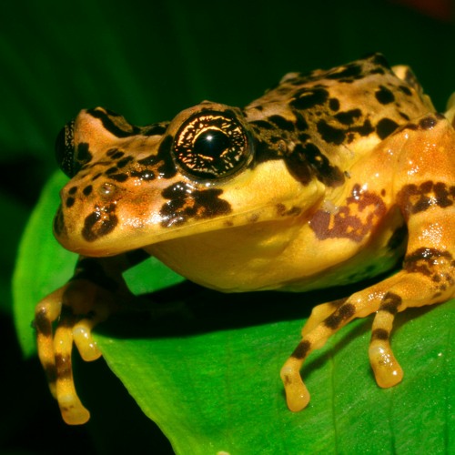 Rana jaspeada, Bahía Murta, Chile