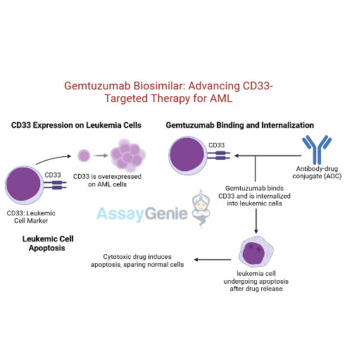 Gemtuzumab Advancing CD33-Targeted Therapies in AML Research