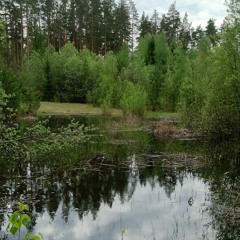 Stillness at a forest pond