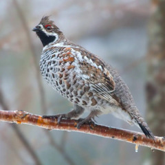 Hazel grouse is actively singing during the autumn