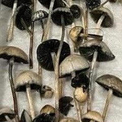 🍄