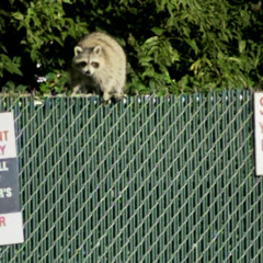 runaway (prod. Ahnboi)