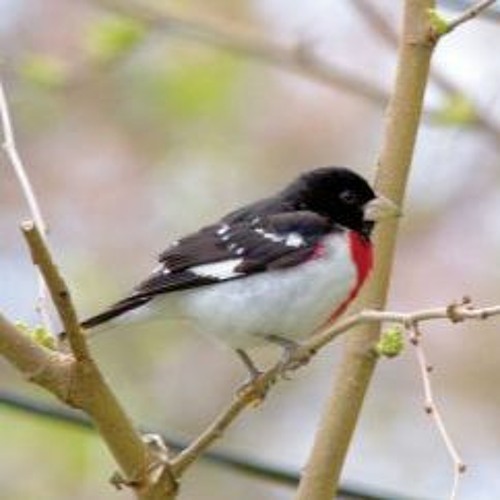 Dawn Johnson Interview 4 - 26 - 23