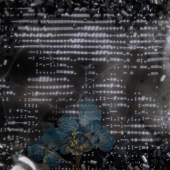 Les Lèvres des Fous