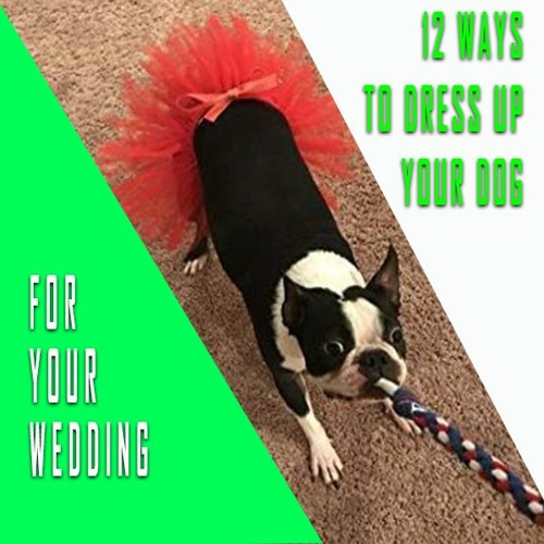Stream 12 Ways To Dress Up Your Dog For Your Wedding by April James