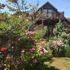 Good Year for the Roses