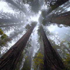 downtempo bass flows 4