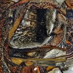 A Night On The Deck In Missouri