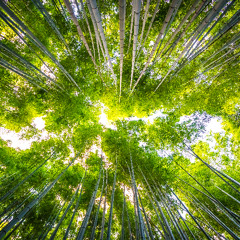 The World We Hear About.                 tom fresh