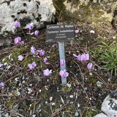 Cyclamen hederifolium