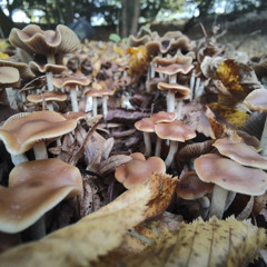 tune in shut up and dance