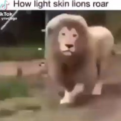 how light skin lions roar