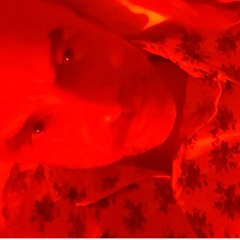 The Three Amigos - Maurits van Rhede - Live Stream 25/04/20 -19.00 set