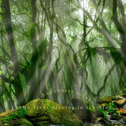 Natural Forest Sounds