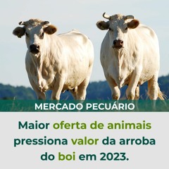 Maior oferta de animais pressiona valor da arroba do boi em 2023.