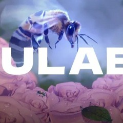 GULABO  Arpit Bala BHAPPA AOD DO Official Visualiser.mp3