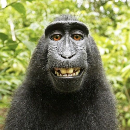 PaulCrashout