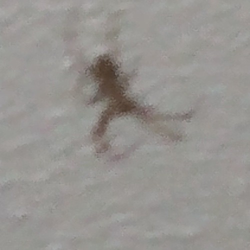 Gathering Flies: Flies Remains/Hopnut Jester Collaboration