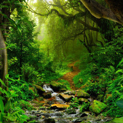 Kratom Jungle (Prod. by D-Led)