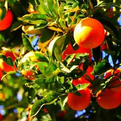 Eduas - Zuccheru e Limuni (Palagonia Mix)