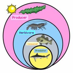 Marine Food Chain Song