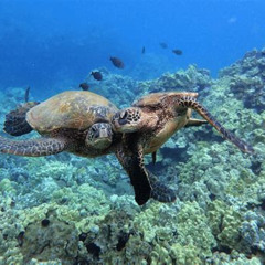 Review Special Price Turtle Town Snorkel With Photo And Video