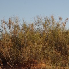 Desert shrubland dawn - Saharan Atlas Mountains