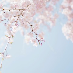 Primavera Strings