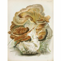 HK_Fantaisies_tracks_174