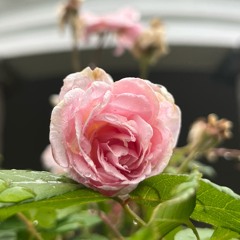 But We All, But We All With Unveiled Face - home meeting