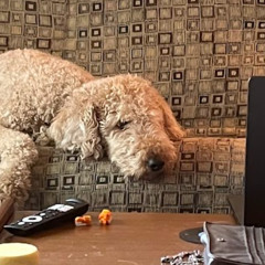 Aisha (LoFi - Looping)