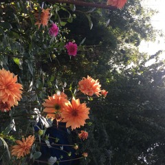 Goodbye Sweet Summer