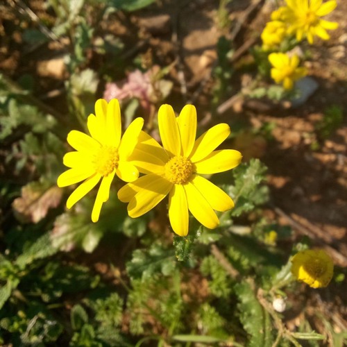 تلاوة من سورة النساء(9-70)| الشيخ عمرو الشرقاوي