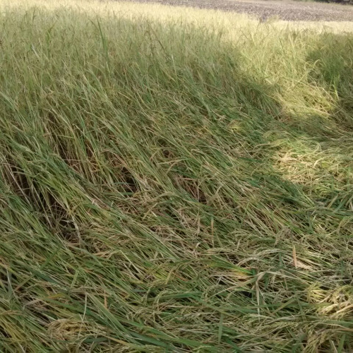 धान के खेतों में पानी जमा है