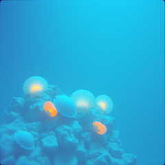 The Mermaid in the Ocean