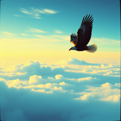 Soaring Eagle