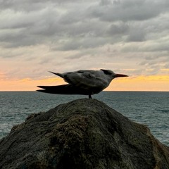 Pour que l'amour me quitte _ Camille