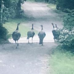 The Turkeys Walk, The Turkeys Talk