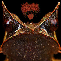 Consume The Orthopterans