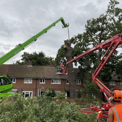Unlocking Nature The Impact of Tree Care on the Environment