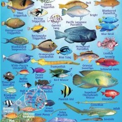 Access PDF EBOOK EPUB KINDLE Palau Reef Creatures Guide Franko Maps Laminated Fish Ca
