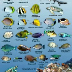 PDF read online Great Barrier Reef Creatures Guide Waterproof Fish Card Franko Maps 4 x 6 full