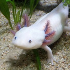 Apashe ft. Instasamka - Uebok (DVRST Remix)