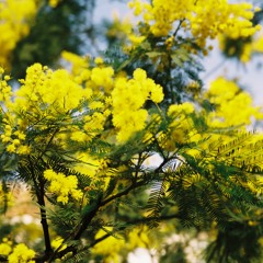 Apie Karalienę Ir Nekantrius Žmones (ž. V. P. Butkienė)
