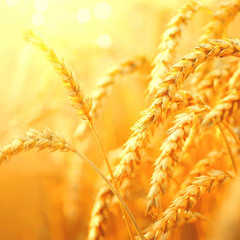 Fields of Gold / Sting cover