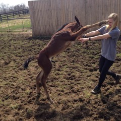 Horse Kick
