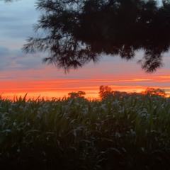 y would i quit (purity)